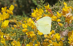 Gonepteryx cleopatra