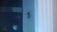 Aegomorphus modestus