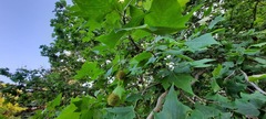 Platanus