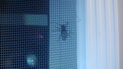 Aegomorphus modestus