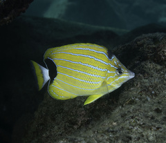 Chaetodon fremblii
