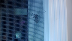 Aegomorphus modestus