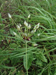 Allium roseum roseum