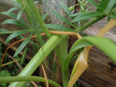 Allium roseum roseum