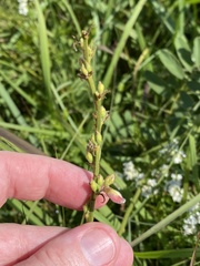 Tephrosia onobrychoides