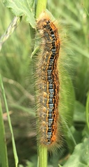 Malacosoma castrense