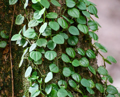 Peperomia serpens