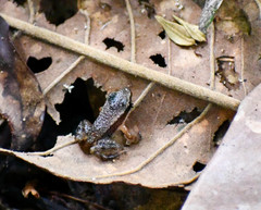 Allobates insperatus