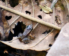 Allobates insperatus