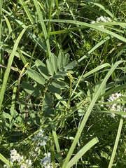 Tephrosia onobrychoides