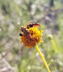 Strangalia sexnotata