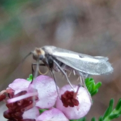 Parahyponomeuta egregiella