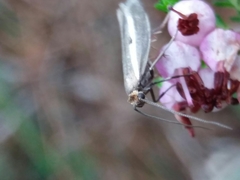 Parahyponomeuta egregiella