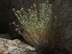 Artemisia albicans