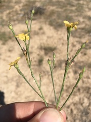 Linum australe