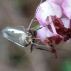 Parahyponomeuta egregiella