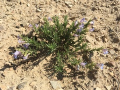 Penstemon crandallii