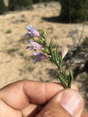 Penstemon crandallii