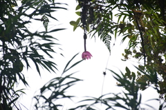 Passiflora cumbalensis