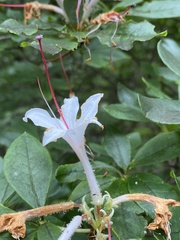 Rhododendron arborescens