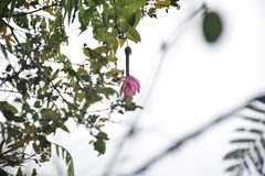 Passiflora cumbalensis