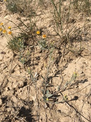 Physaria rectipes