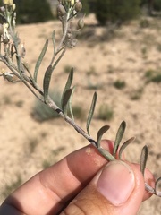Physaria rectipes