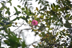 Passiflora cumbalensis