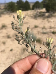 Physaria rectipes