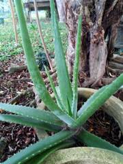 Aloe