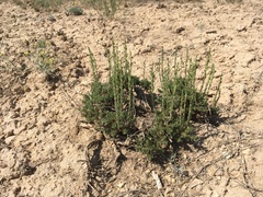 Artemisia nova