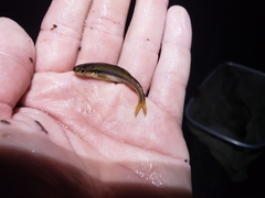 Notropis heterolepis