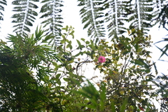 Passiflora cumbalensis