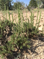 Artemisia nova
