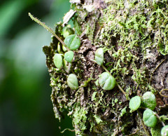Peperomia serpens