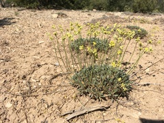 Eriogonum lachnogynum