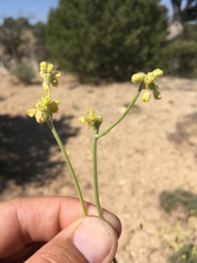 Eriogonum lachnogynum