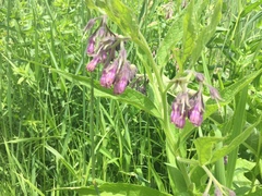 Symphytum officinale