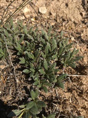 Eriogonum lachnogynum