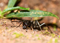 Pachycondyla crassinoda