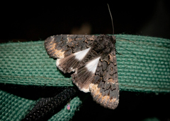 Catephia alchymista