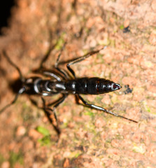 Pachycondyla crassinoda