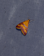 Pyrausta sanguinalis