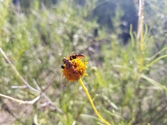 Strangalia sexnotata