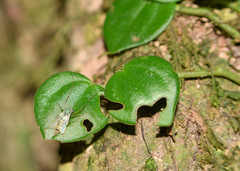 Peperomia serpens