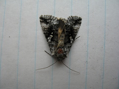 Syngrapha rectangula