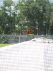 Sparganothis sulfureana