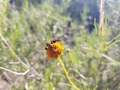 Strangalia sexnotata