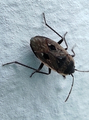 Graptopeltus lynceus