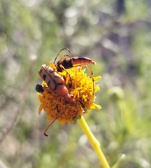 Strangalia sexnotata